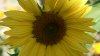 Girasol