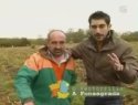 Vacas en O Ventorrillo